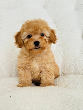 Load image into Gallery viewer, Yoho Female Toy/Mini Poodle