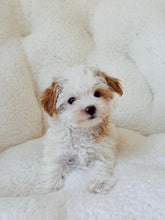 Load image into Gallery viewer, Nick Male Tiny Toy Maltipoo