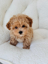 Load image into Gallery viewer, Boomer Male Toy Maltipoo