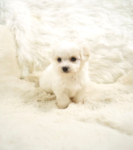 Ivan Toy Maltese