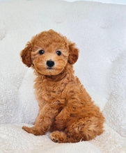 Cargar imagen en el visor de la galería, Nala Female Mini Poodle