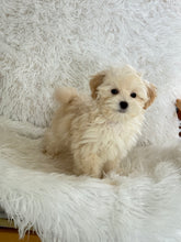 Load image into Gallery viewer, Homer Male Toy Maltipoo
