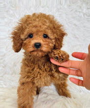 Load image into Gallery viewer, Penelope Female Toy Poodle