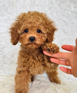 Penelope Female Toy Poodle