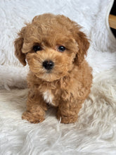 Load image into Gallery viewer, Chewie Male Toy Maltipoo