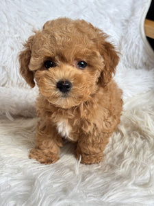 Chewie Male Toy Maltipoo