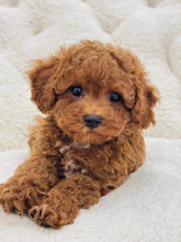 Charger l&#39;image dans la galerie, Bailee Female Toy/Mini Poodle