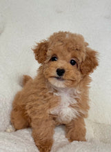 Load image into Gallery viewer, Amelie Female Toy Poodle