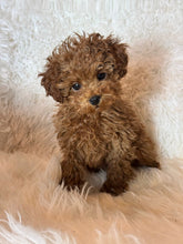 Load image into Gallery viewer, Nana Female Toy/Mini Poodle