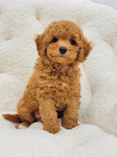 Load image into Gallery viewer, Neo Male Toy/Mini Poodle