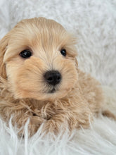 Load image into Gallery viewer, Nozawa Male Toy Maltipoo