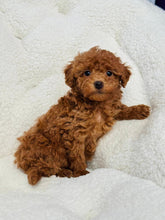 Load image into Gallery viewer, Elizabeth Female Toy/Mini Poodle