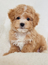 Load image into Gallery viewer, Noah Male Toy Poodle