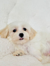 Charger l'image dans la galerie, William Male Toy Maltipoo