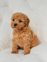Charger l'image dans la galerie, Ophelia Female Mini Poodle