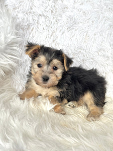 Boris Male Toy Morkie