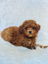 Load image into Gallery viewer, Rosie Female Toy Poodle