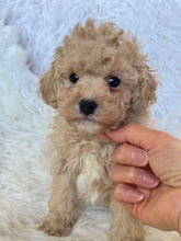 Load image into Gallery viewer, Pluto Male Toy Poodle