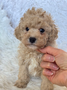 Pluto Male Toy Poodle