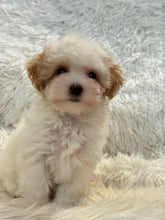Load image into Gallery viewer, Summer Female Tiny Toy Maltipoo