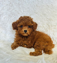 Load image into Gallery viewer, Kobe Male Toy Poodle