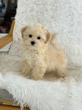 Load image into Gallery viewer, Homer Male Toy Maltipoo