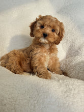 Load image into Gallery viewer, Wellesley Male Mini Cockapoo