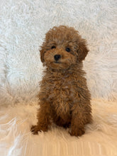 Load image into Gallery viewer, Ada Female Toy/Mini Poodle