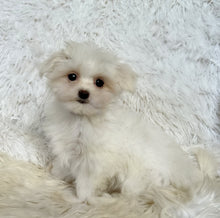 Load image into Gallery viewer, Fiona Female Tiny Toy Maltese