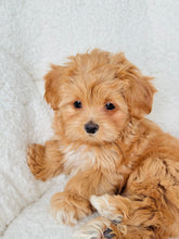 Load image into Gallery viewer, Alice Female Toy Maltipoo