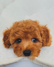 Charger l'image dans la galerie, Chanel Female Toy/Mini Poodle