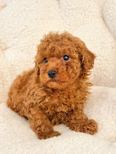Charger l'image dans la galerie, Travis Male Mini Poodle (reserved)
