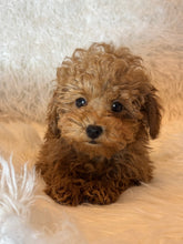 Load image into Gallery viewer, Ada Female Toy/Mini Poodle