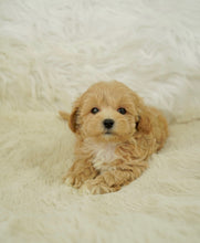 Load image into Gallery viewer, Willis Male Toy Maltipoo