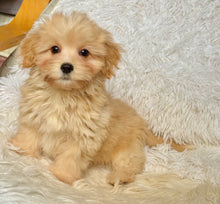 Load image into Gallery viewer, Mason Toy/Mini Maltipoo