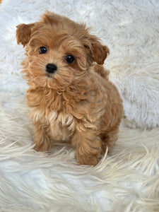 Charlotte Female Toy Maltipoo