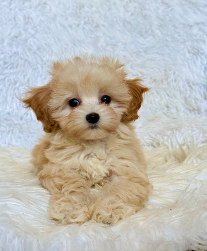 Autumn Female Toy Maltipoo