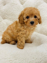 Charger l&#39;image dans la galerie, Belly Female Toy/Mini Poodle