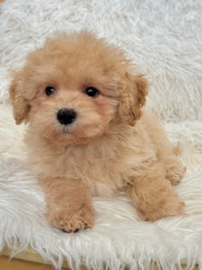 Scout Male Toy/Mini Maltipoo