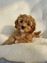 Load image into Gallery viewer, Wellesley Male Mini Cockapoo