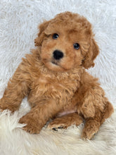 Load image into Gallery viewer, Tatsuya Male Toy/Mini Poodle