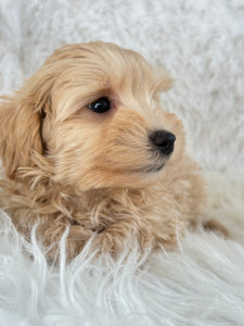 Nozawa Male Toy Maltipoo