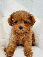 Load image into Gallery viewer, Raymond Male Toy Poodle