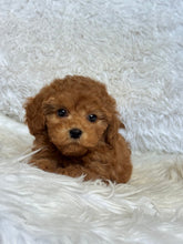 Load image into Gallery viewer, Dallas Female Mini Poodle