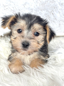 Boris Male Toy Morkie