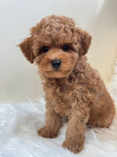 Load image into Gallery viewer, Maui Male Mini Poodle
