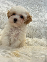 Load image into Gallery viewer, Summer Female Tiny Toy Maltipoo
