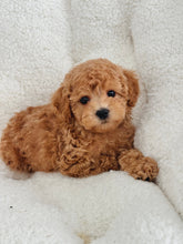 Load image into Gallery viewer, Abel Male Toy Maltipoo