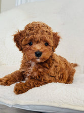 Load image into Gallery viewer, Loki Male Toy/Mini Poodle