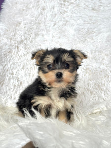 Winston Male Toy Morkie